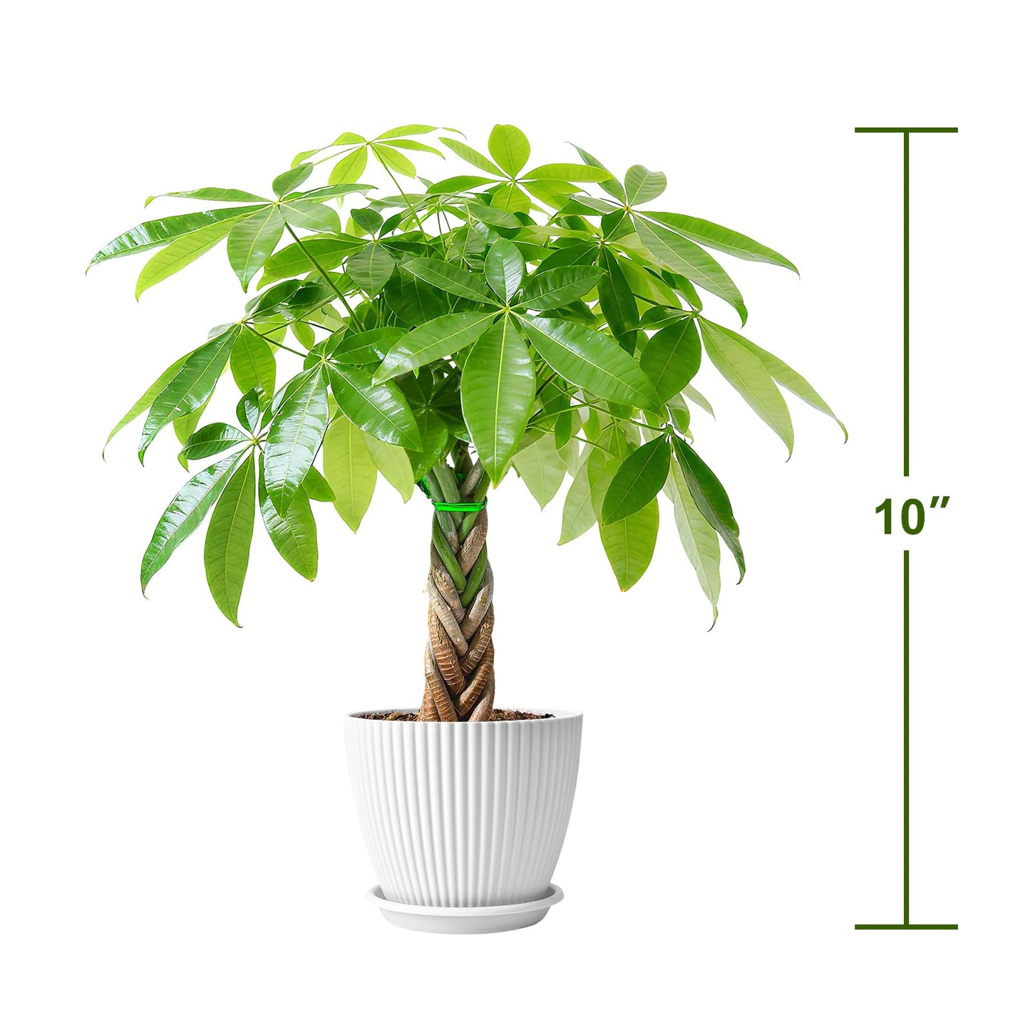 Sprout N Green 8-10" Money Tree with 5 Lucky Braid, Live Plant with White Stripe Pot, Decoration for Indoor Home Office Tabletop Windowsill Side Table, Housewarming Christmas Gift