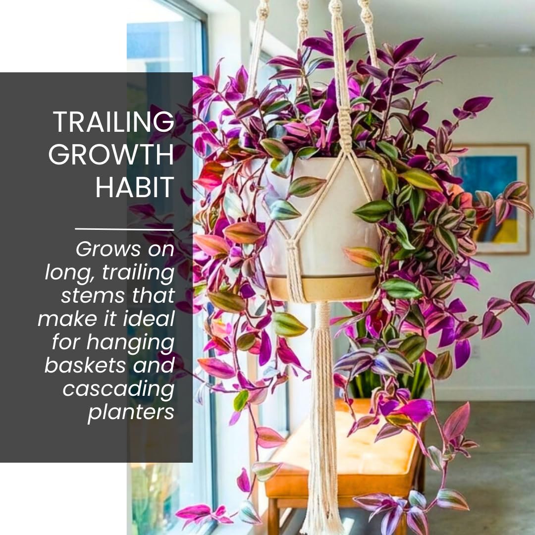4 Pink Paradise Wandering Jew Cuttings for Growing – Vibrant Pink & Purple Variegated Houseplant – Easy to Grow Indoor Trailing Plant, Tradescantia