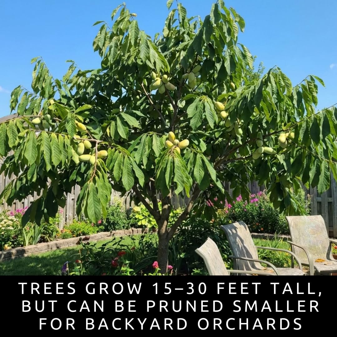 Pawpaw Tree Live Plants (Asimina triloba) – 1-2 Feet Tall Hardy Native Fruit Trees – Produces Delicious Tropical-Flavored Pawpaw Fruit – Fast Growing Backyard Orchard Plant (5 Trees)