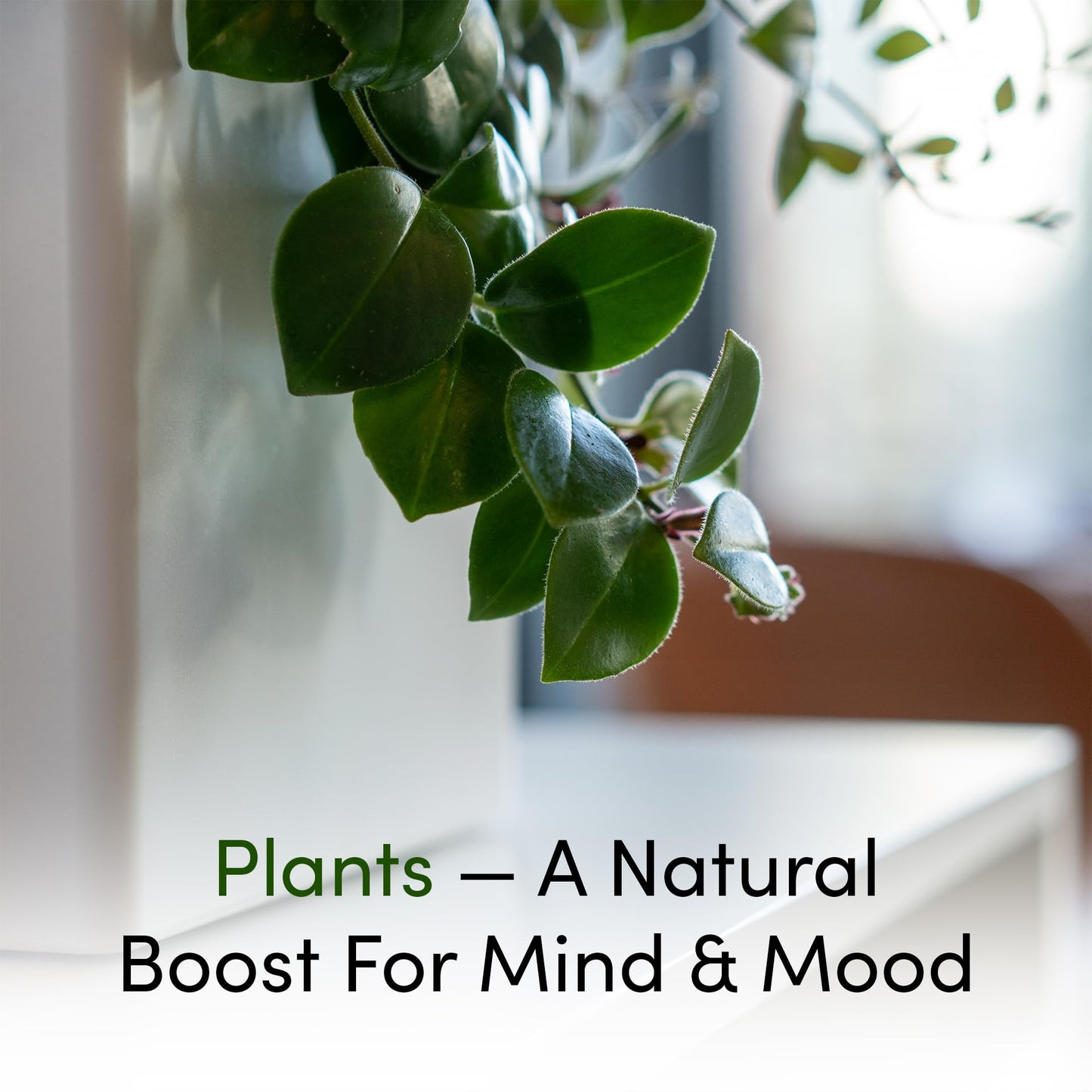 Tevatower Mini Smart Indoor Garden System, 4 Inch Pot Modern Self Watering Planter for Flowers, Indoor Plants, Plant Therapy, Sustainability, Fresh Herbs and Home Growing (Slate Grey)