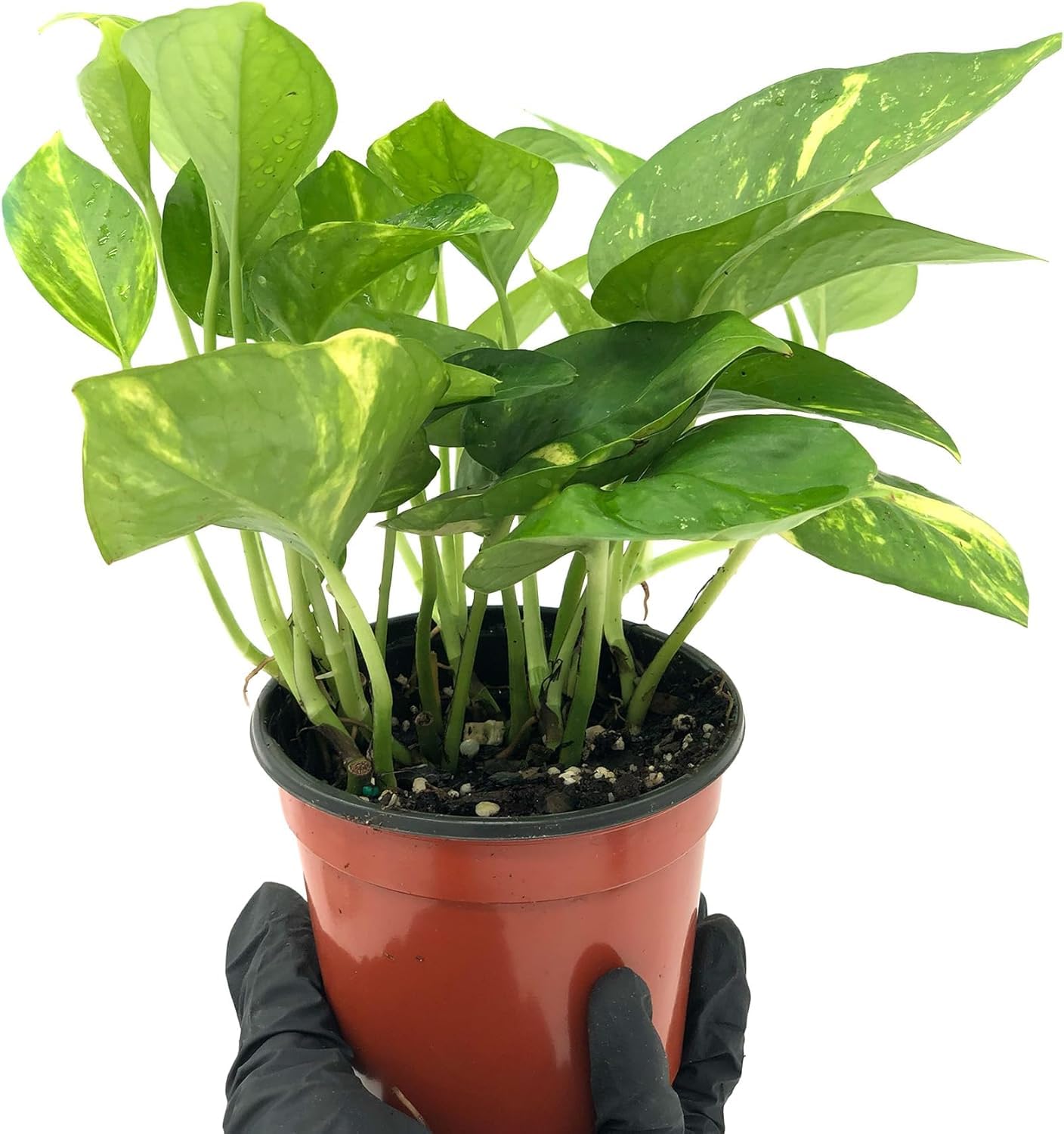 Live Snake Plant & Pothos Plant Bundle - Epipremnum aureus Golden Pothos and Snake Plant Sansevieria Superba Trifasciata - ragnaroc Tropical Plant 5-8” Tall - 2ct Live Arrival Guaranteed