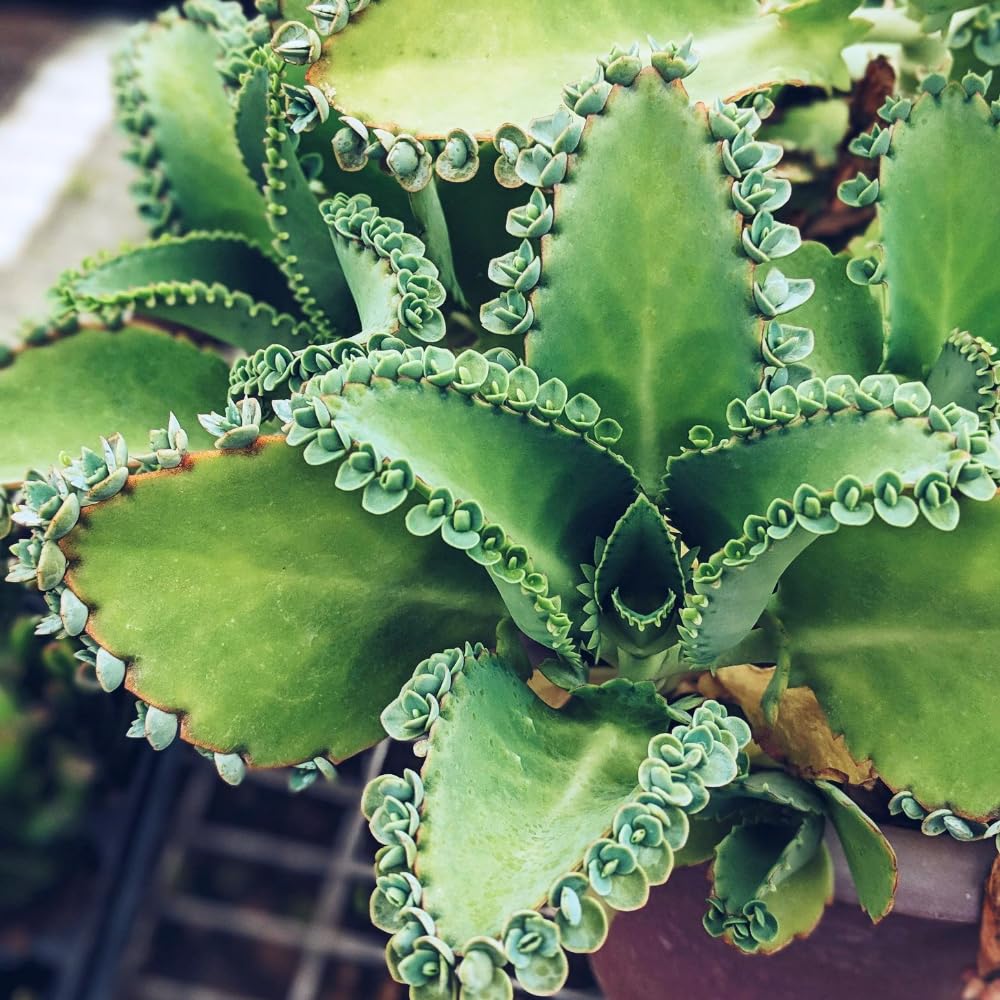 HTKOMA Kalanchoe Mother of Thousands Plant Live in 4 Inch Pot, Kalanchoe Succulent Live Plants Indoor Outdoor, Kalanchoe Plants Live