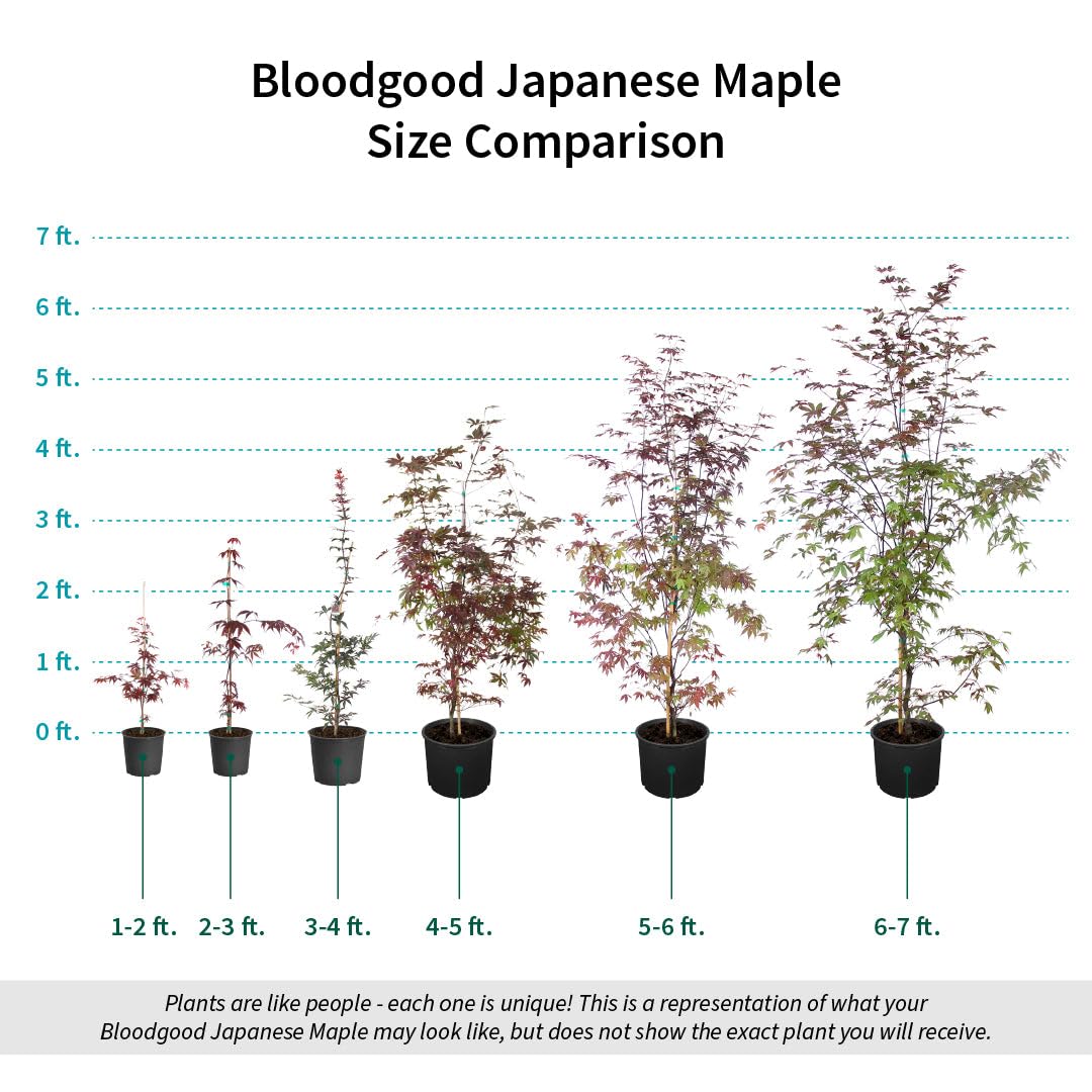 Brighter Blooms - Bloodgood Japanese Maple Tree, 3-4 ft. - No Shipping to AK, AZ, HI