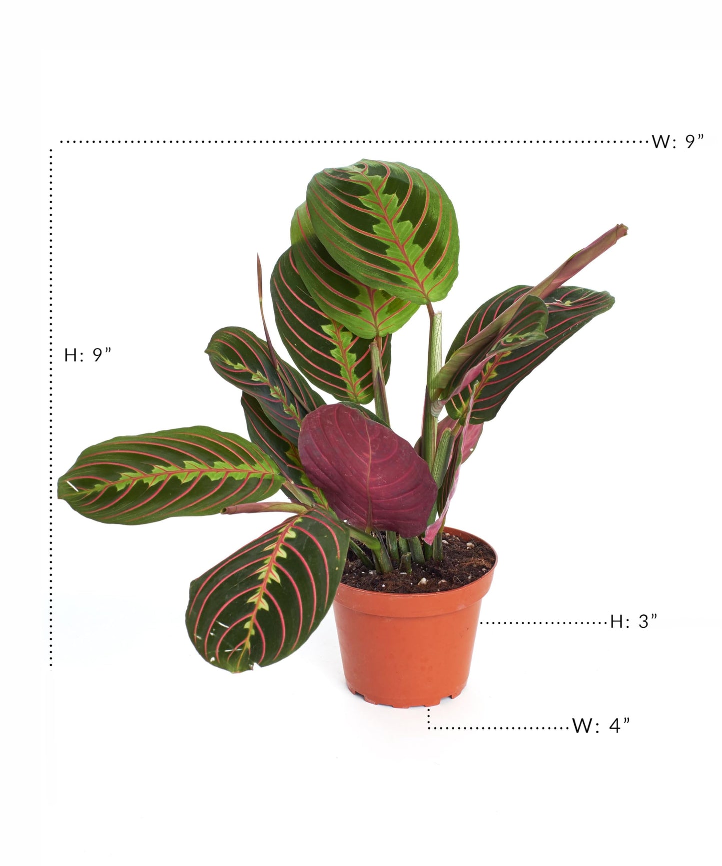 Shop Succulents Maranta Red, Hanging Live Indoor Plant, Prayer Plant, Easy Care Hanging Trailing Houseplant in Nursery Pot, Air Purifying Plant in Soil, Housewarming, Home Décor, Trails 4-6 Inches