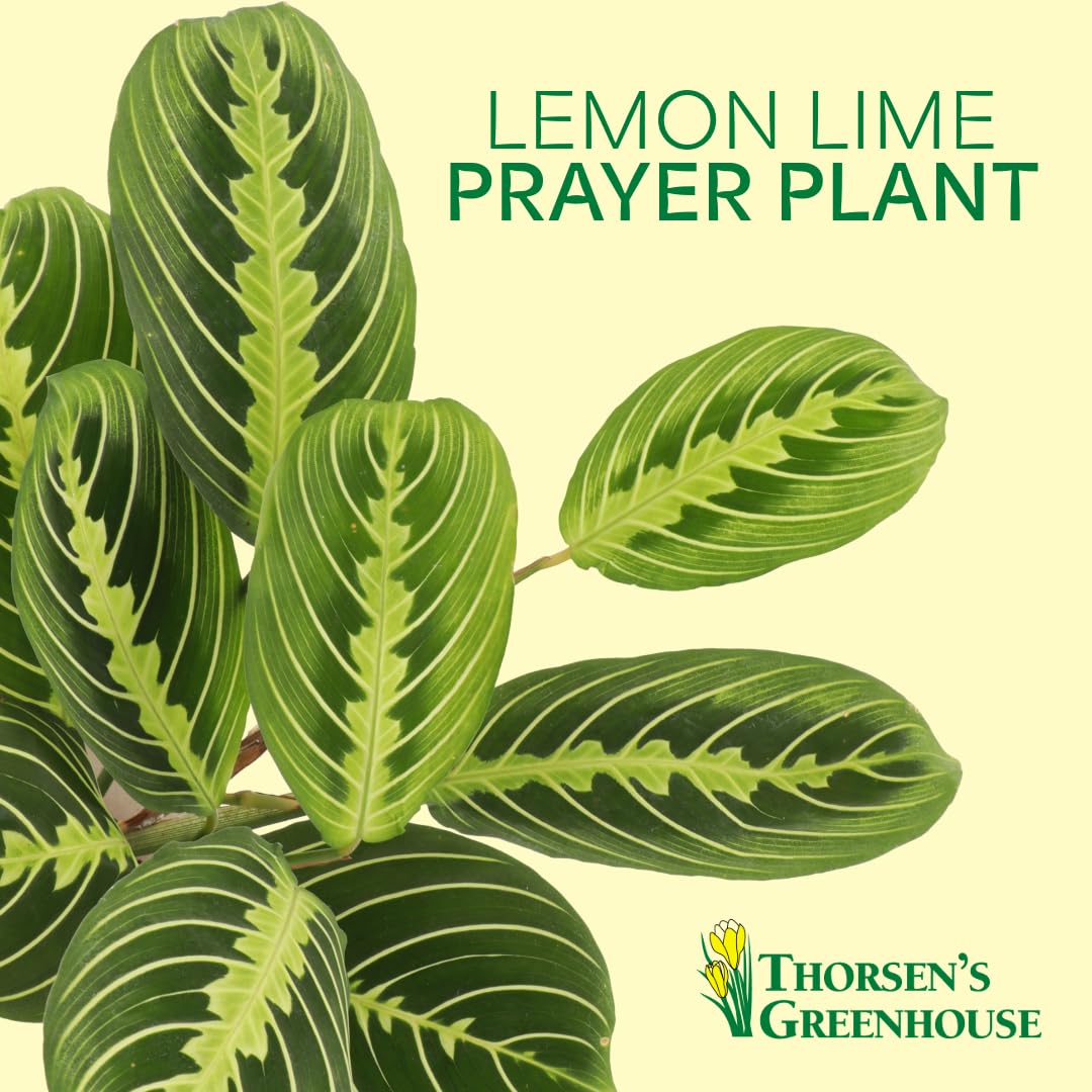 Thorsen's Greenhouse Lemon Lime Prayer Plant, Live Indoor Plant, Pet Friendly, Attractive Houseplant, Lemon Maranta, Natural Air Purifier, Easy to Grow, 4" Diameter Pot (3 Pack Nursery Pots)