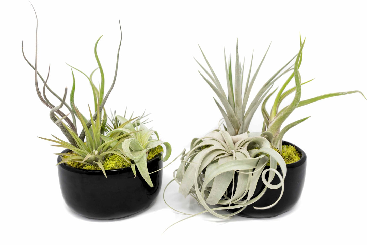 Air Plant Shop Large Assembled Air Plant Bowl Garden - Wholesale and Bulk - Succulents - Live Tillandsia - Easy Care Indoor and Outdoor House Plants (5 Assorted Air Plants)
