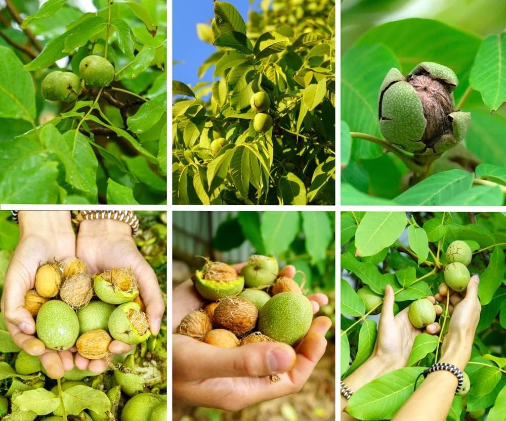 3 Carpathian Walnut Tree Live Plants – Cold Hardy English Walnut Variety – Fast Growing Nut Tree for Home Garden & Orchard