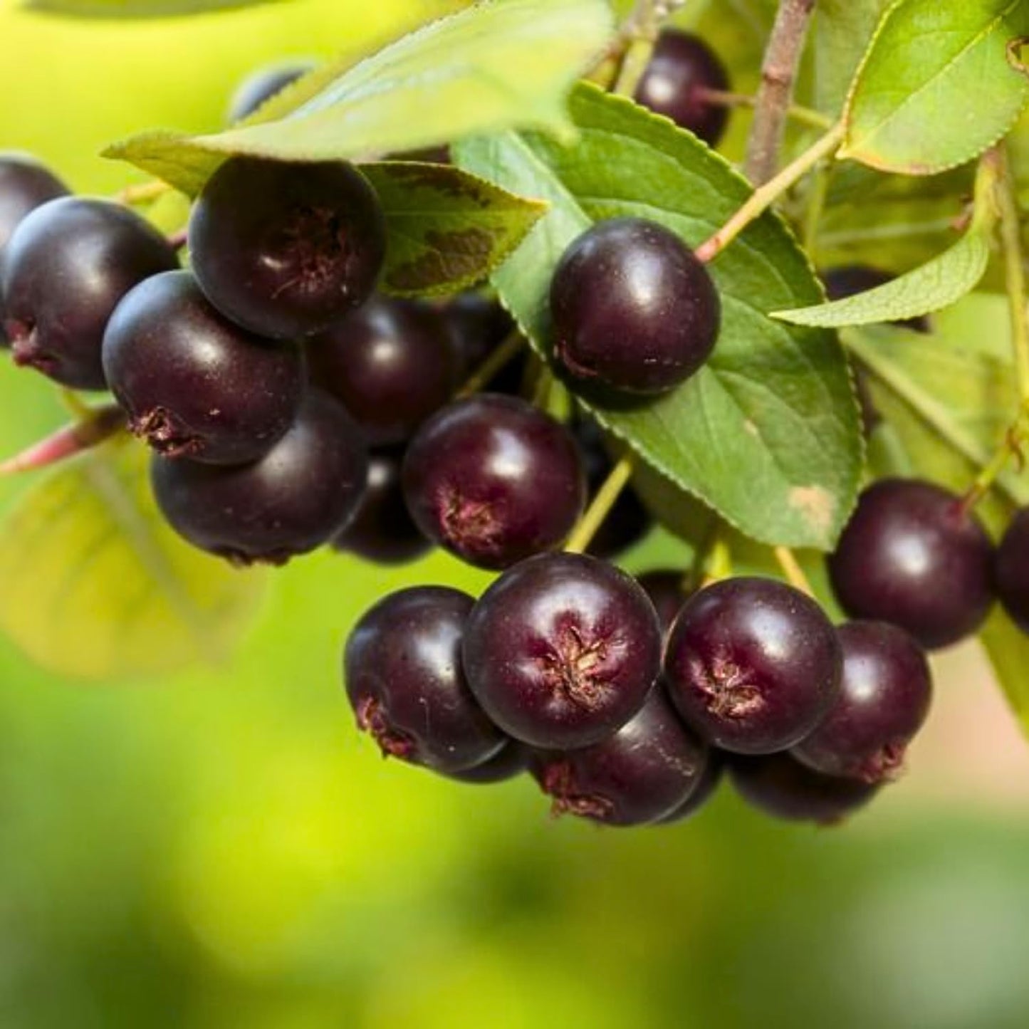 Black Chokeberry Tree, Hardy Aronia Fruit Tree 1.5-2 Feet Tall, Edible Berries, Landscaping and Garden Planting, Winter Dormant