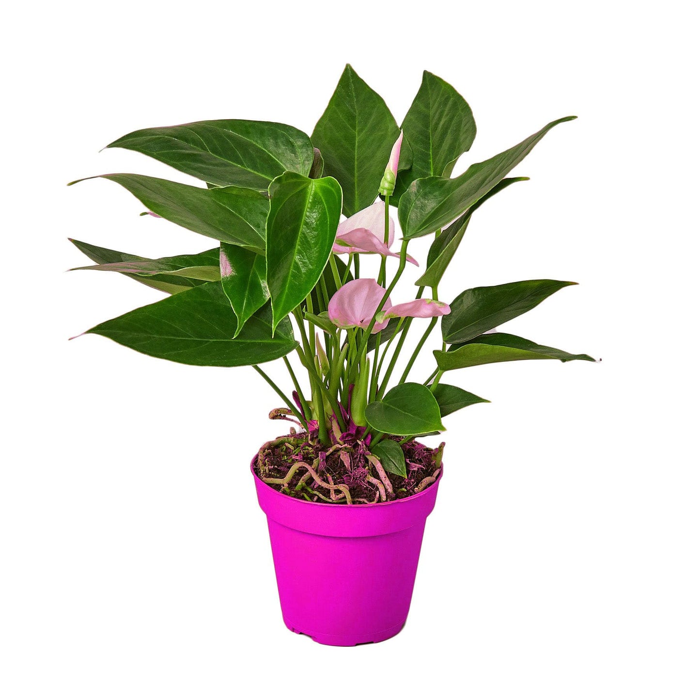 3 Pack Anthurium 'White' in 6in Pot - Live Tropical Houseplant - Easy to Grow | Variegated | USA Growers | The Snobby Leaf