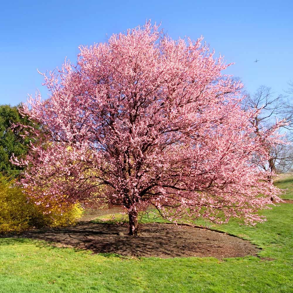 Brighter Blooms - Kwanzan Cherry Tree, 4-5 ft. - No Shipping to AK, AZ, CA, CO, HI, ID, OR, WA