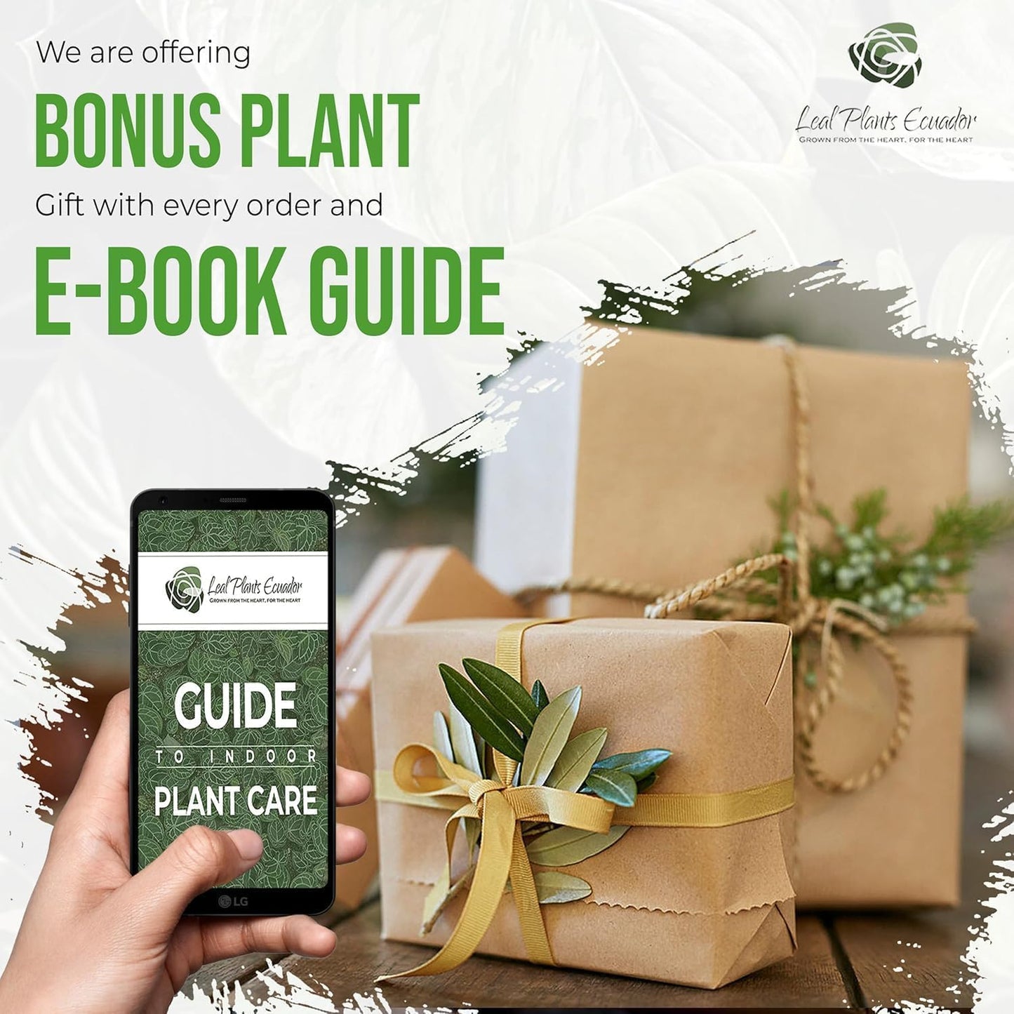 LEAL PLANTS ECUADOR Anthurium Pallidiflorum (Pack of 2)| Green Live Plant for Indoor |Rare & Exotic Indoor Plants for Living Room | Unique Gift for Plant Lovers