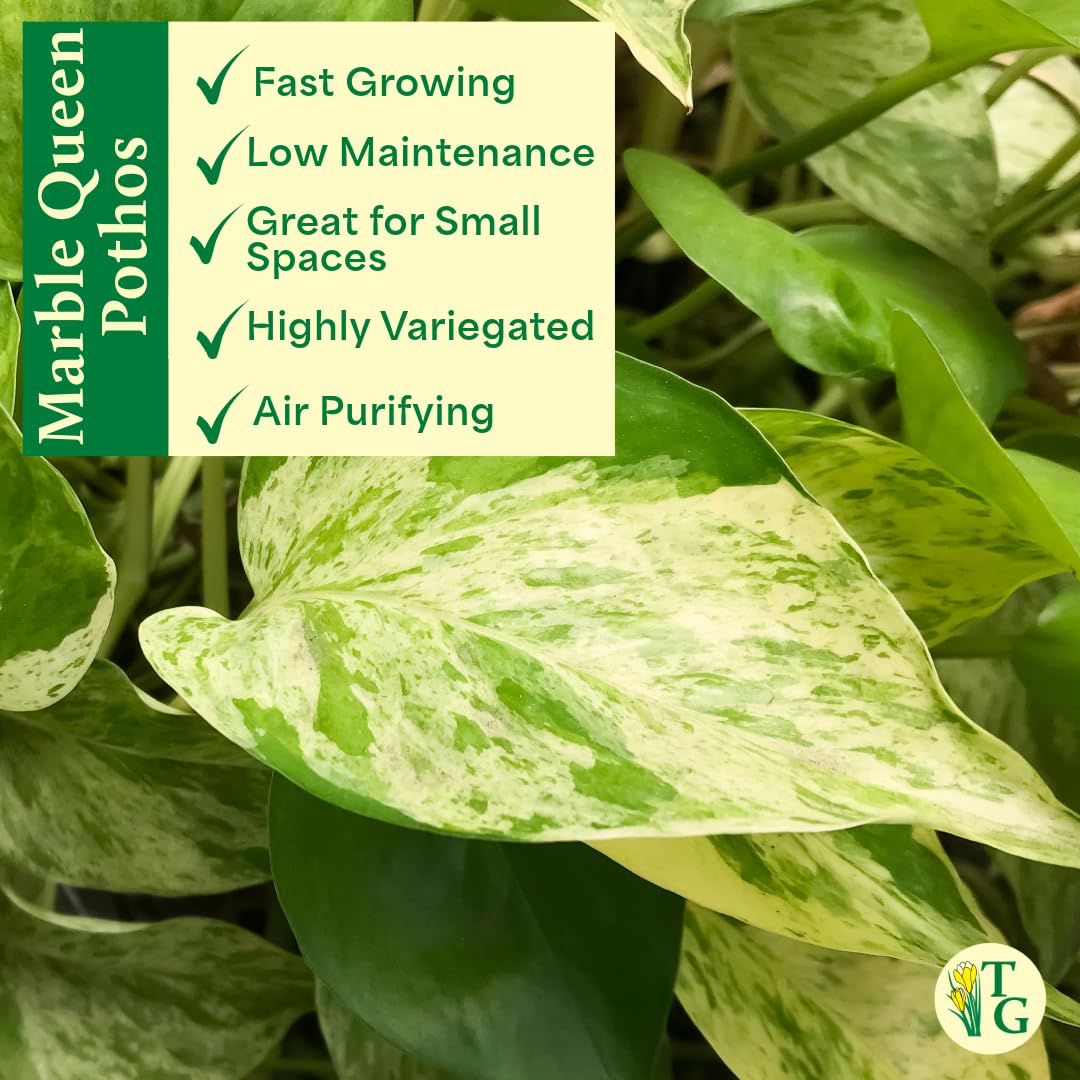 Thorsen's Greenhouse Marble Queen Pothos, Live Indoor Plant, Easy to Grow, Rare Variegated Houseplant, Natural Air Purifier, 4-inch Diameter Pot (Black - Hanging)