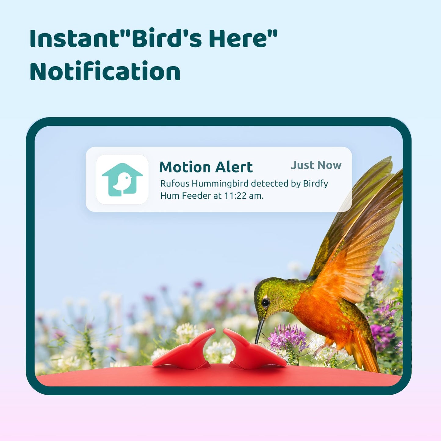 Birdfy Smart Hummingbird Feeder with Camera, Auto Detect Record Bird Video, Instant Notification, Live View, Solar Powered Hummingbird Feeders for Outdoors Ant Bee Proof, 14oz, Gift for Bird Lovers