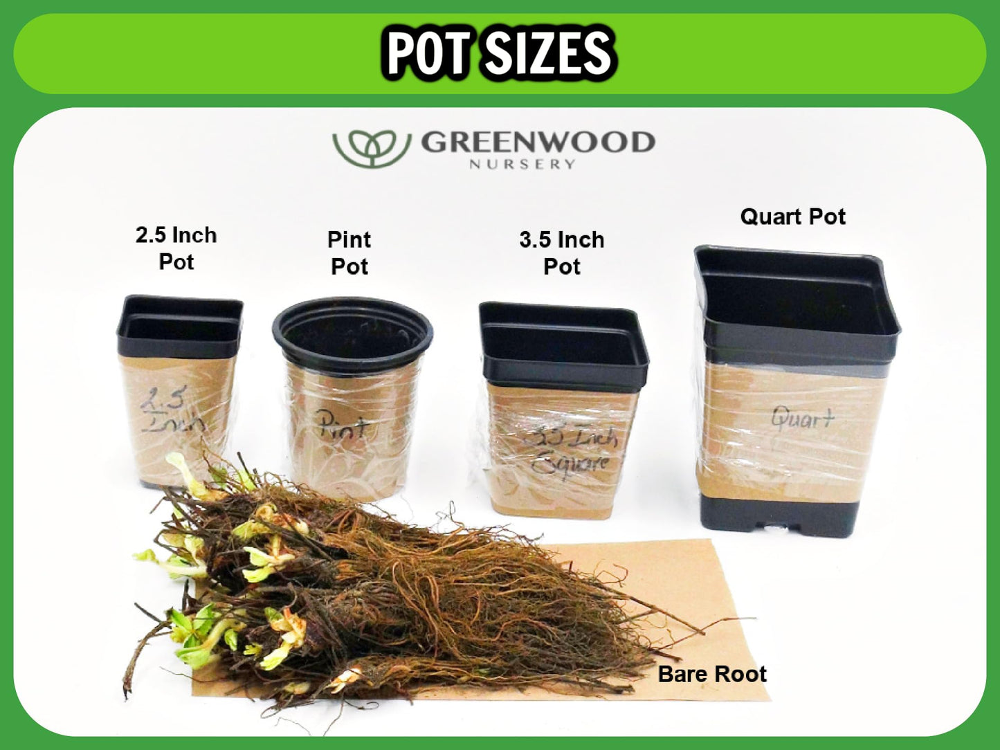 Greenwood Nursery: Live Ground-Cover Plants - Dwarf Plumbago + Ceratostigma Plumbaginoides - [Qty: 2X Pint Pots] - (Click for Other Available Plants/Quantities)