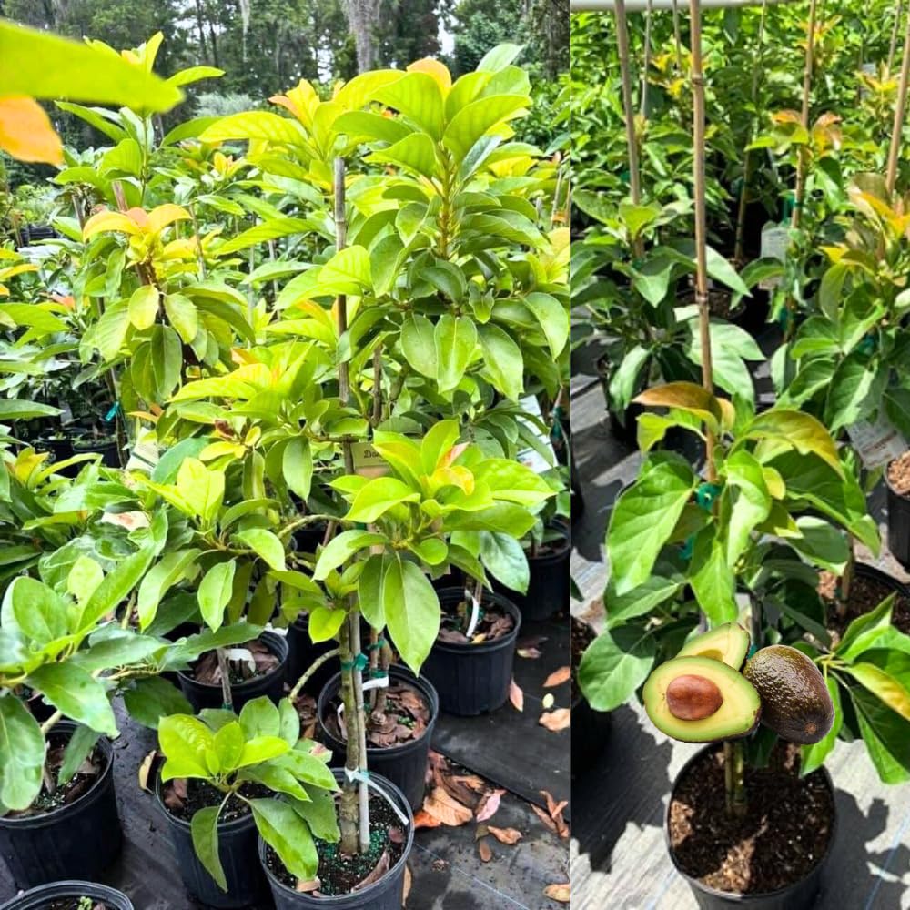 1-2 Feet HASS Avocado Tree Live in 3 Gal Pot, Grafted Avocado Fruit Plant for Home Garden, No Shipping to CA