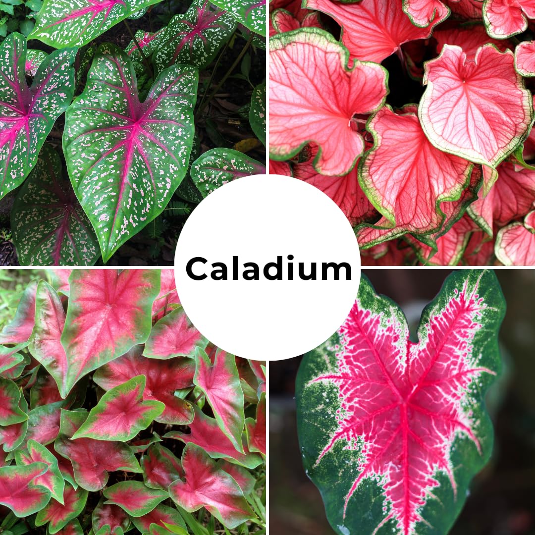 10 Florida Cardinal Caladium Bulbs for Planting - Perennial Hosta, Elephant Ears, Fancy (10 Bulbs)