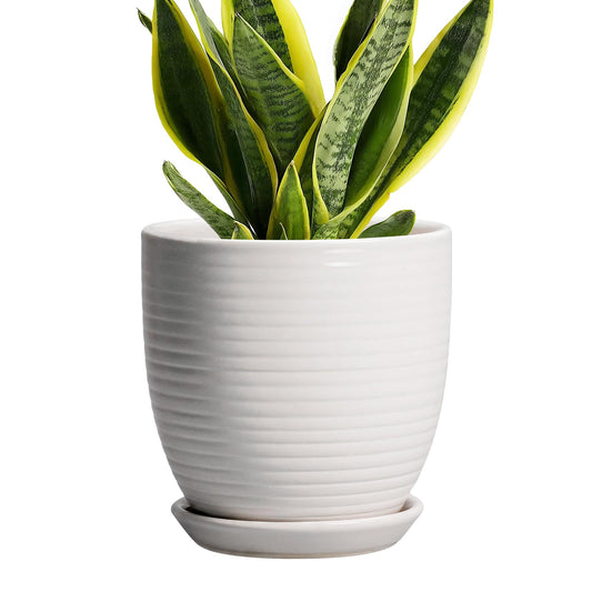 EPFamily Ceramic Pots for Plants - 6 Inch Plant Pot with Drainage Hole and Saucer, Round Planters for Indoor Outdoor, Flower Pots, Modern Planter, Home Office Room Decor, Gifts for Plant Lovers, White