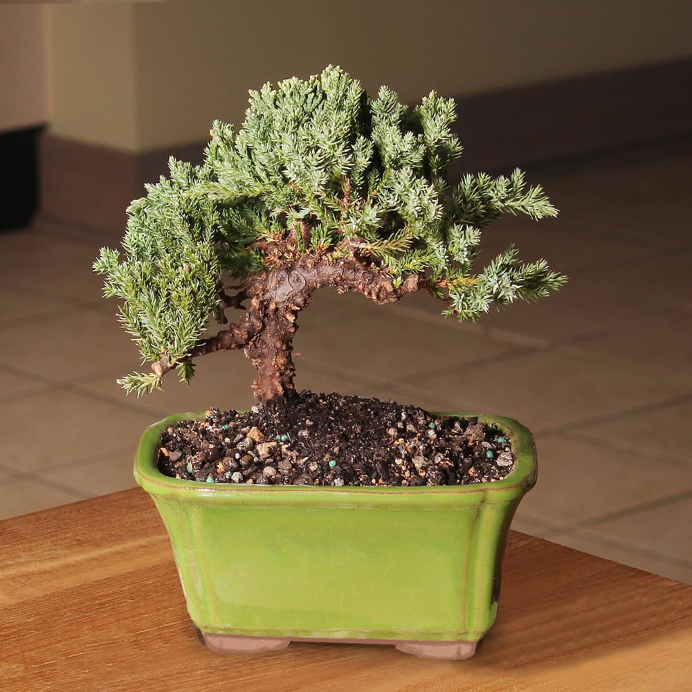 Brussel's Bonsai - Live Green Mound Juniper Bonsai Tree, Outdoor Bonsai Tree Live Plant in Decorative Container, 3 Years Old, 4-6 Inches Tall, Easy Care Bonsai (Small)