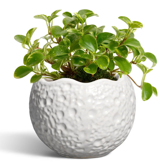 Thirtypot 4 Inch Plant Pots - Ceramic Pots for Plants with Drainage Hole, Small Planter for Indoor Outdoor, Unique Succulent Pot, Decorative Modern Round Planter, Desk Decor, Plant Lover Gifts, White