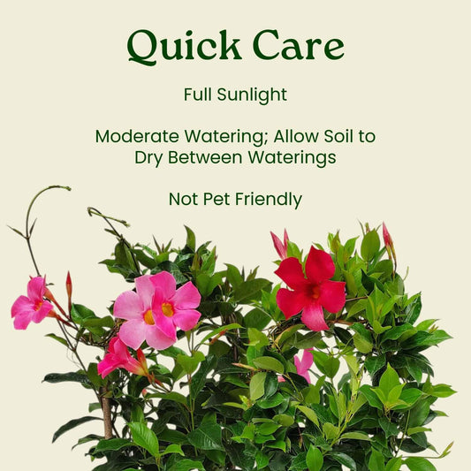 Pretty Pink Live Dipladenia Plant - Live Flowering Plant - Trellis - 18" Hoop, 18" to 20" Overall Height - 1 Gallon Planter - Tropical Plants of Florida (Plant Only)