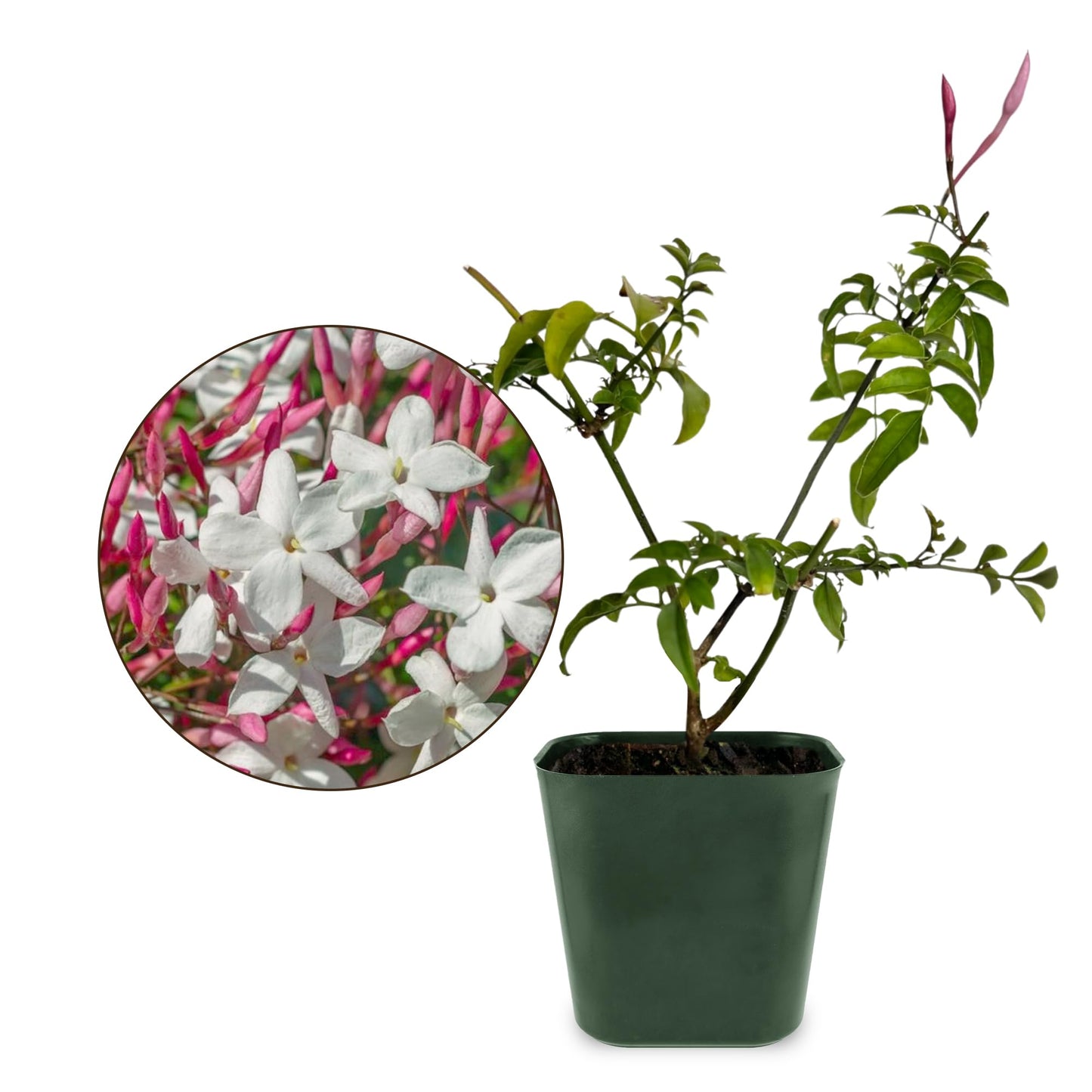 My Shelfie - Mini Pink Jasmine Plant Vine, Jasmine Plant Starter in 2-Inch Pot, Live Plants Outdoor Setting, Jasmine Plant Live Grows to 3-5 Inches, Pet-Friendly, 1-Piece