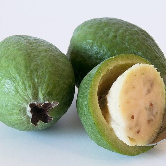 2 Pineapple Guava Trees, Guava Plant Live for Planting Outdoor, Fruit Tree Plant from 5 Inc Long