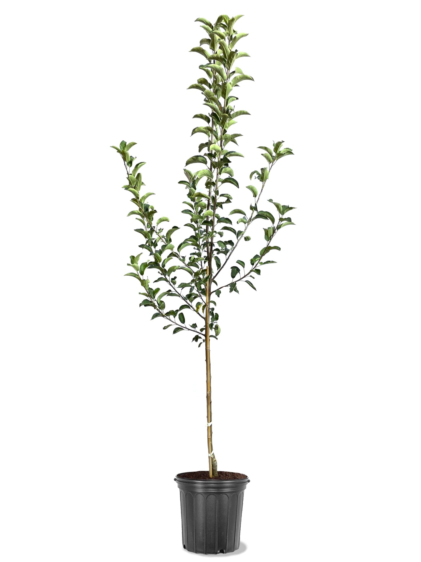 American Plant Exchange Apple Tree 'McIntosh' – Live Fruit-Bearing Plant, 5-Gallon Pot, Cold-Hardy, for Home Orchards, Backyard Gardens & Edible Landscapes