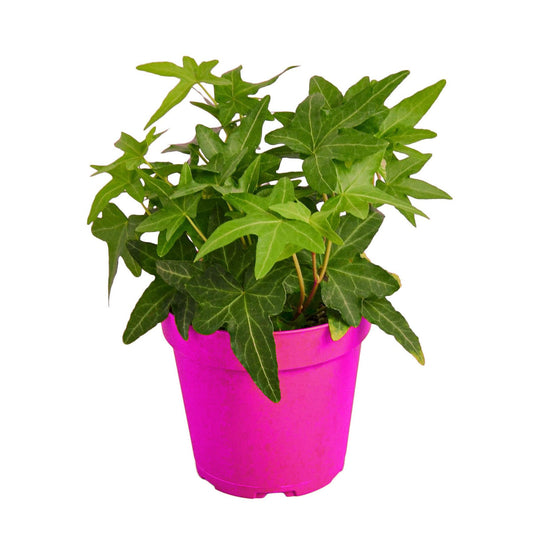 English Ivy Green California - in 4in Pot - Live Plants Tropical Houseplants | Variegated | USA Growers | The Snobby Leaf