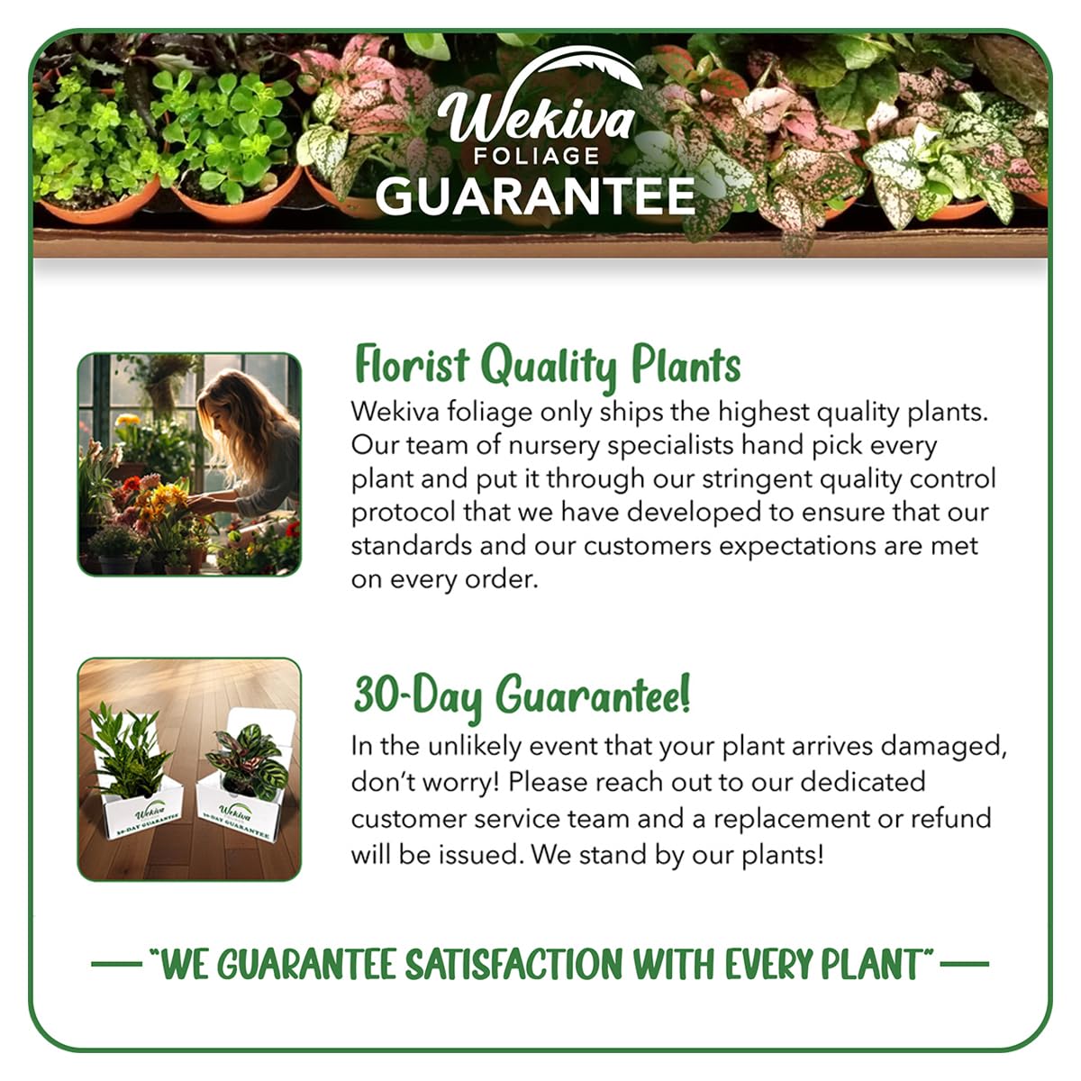 Calathea Dottie - Live Plant in a 4 Inch Growers Pot - Calathea Roseopicta 'Dottie' - Beautiful and Elegant Easy Care Indoor Houseplants from The Nursery