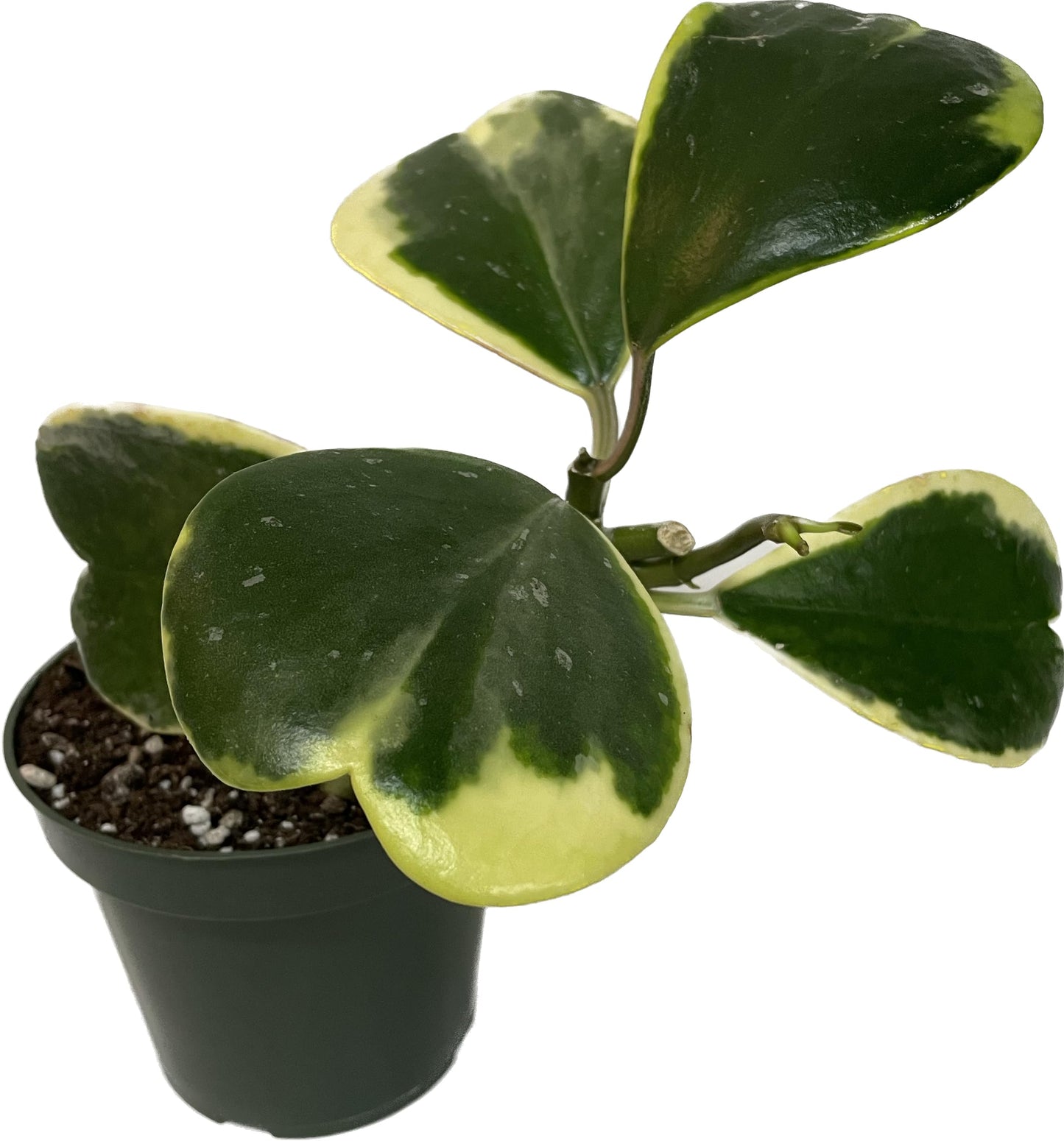 Variegated Hoya Kerrii - Hoya Plants Live Houseplant - Outer Variegated Kerrii - Plant Gift - Air Purifying Features - CA Seller (2-3 Leaves Plant, 4" Pot)