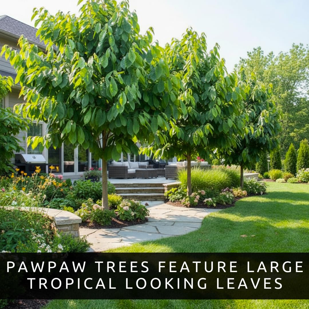 Pawpaw Tree Live Plants (Asimina triloba) – 1-2 Feet Tall Hardy Native Fruit Trees – Produces Delicious Tropical-Flavored Pawpaw Fruit – Fast Growing Backyard Orchard Plant (3 Trees)