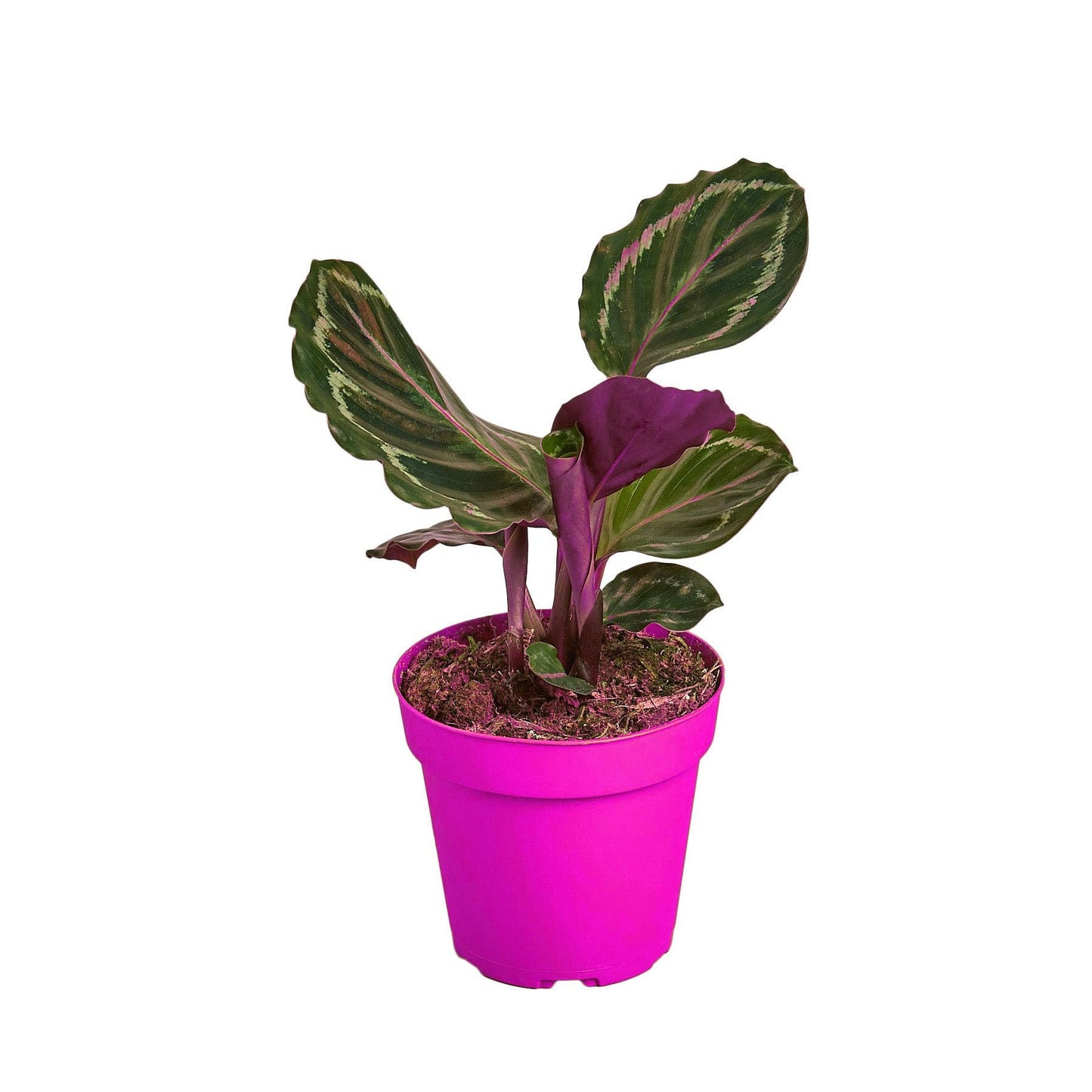 6 Pack Calathea Roseopicta 'Medallion' - 6" Pot in 6in Pot - Live Tropical Houseplant - Easy to Grow | Air Purifying | Pet Friendly | Variegated | USA Growers | The Snobby Leaf