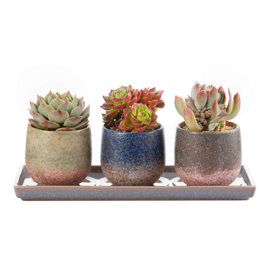 CEEFU 3 Inch Ceramic Succulent Planter Pot Planting Pot Flower Pots Small Planter Pots for Indoor/Outdoor Mini Plant, with Drain Hole and Ceramic Saucer