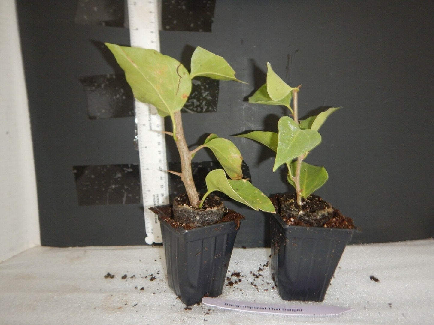 Live Plant - ROSENKA Bougainvillea Small Well Rooted Starter Plant