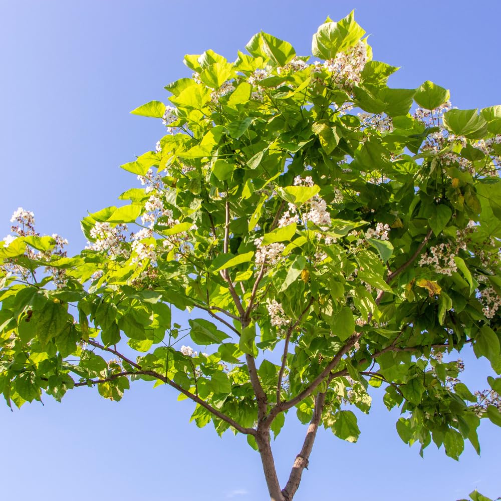 5 Catalpa Tree Plant Live – Catalpa Native Seedlings 1–2 Feet Tall | Easy to Grow Outdoor Trees for Backyard Shade & Wildlife Habitat | Dormant Plant