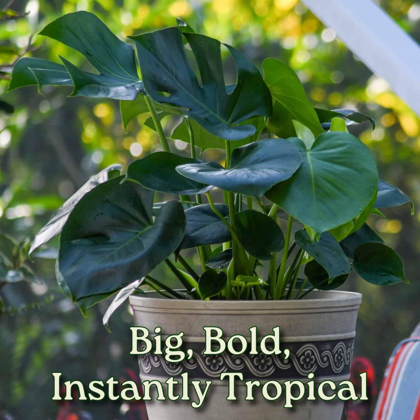 Monstera Deliciosa - Swiss Cheese Plant - Overall Height 24" to 28" - Tropical Plants of Florida (Plant + Heat Pack)