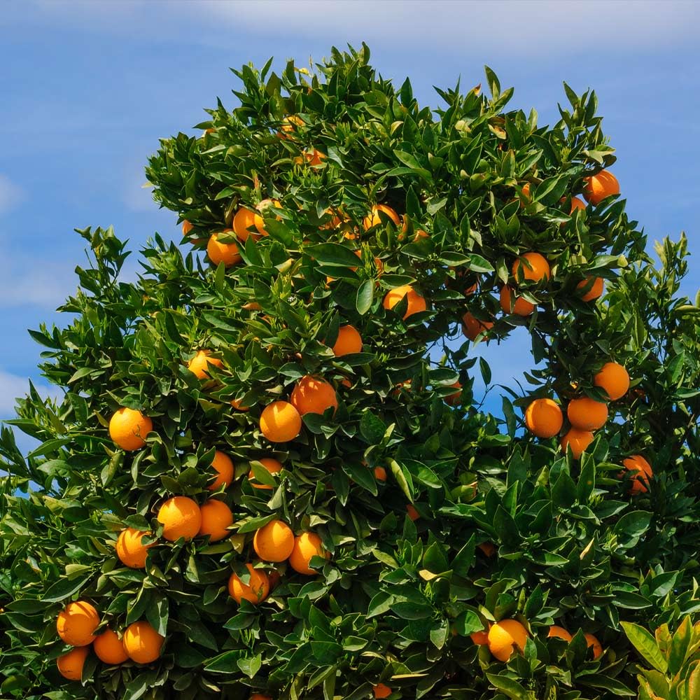Brighter Blooms - Cara Cara Orange Tree, 2-3 ft. - No Shipping to AK, AL, AZ, CA, FL, GA, HI, LA, MS, OR, TX
