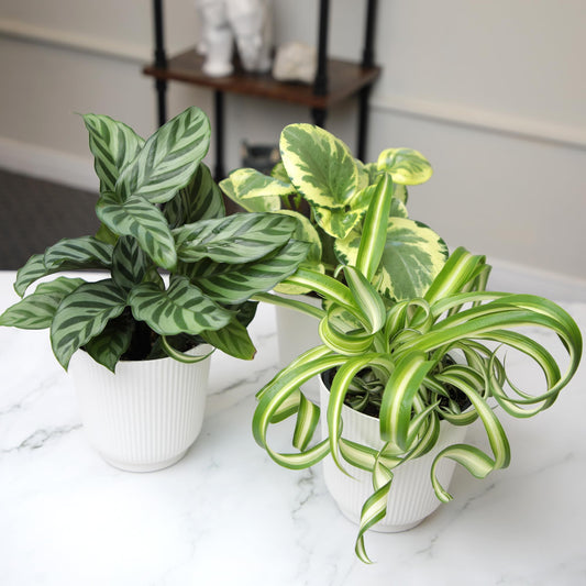 Pet Friendly House Plant Decor 3-Pack, Dog & Cat Safe Plants in 4" White Pots for Home & Office, Grower's Choice Live Houseplants, Approx. 9" Tall, Peperomia, Calathea & More by Plants for Pets