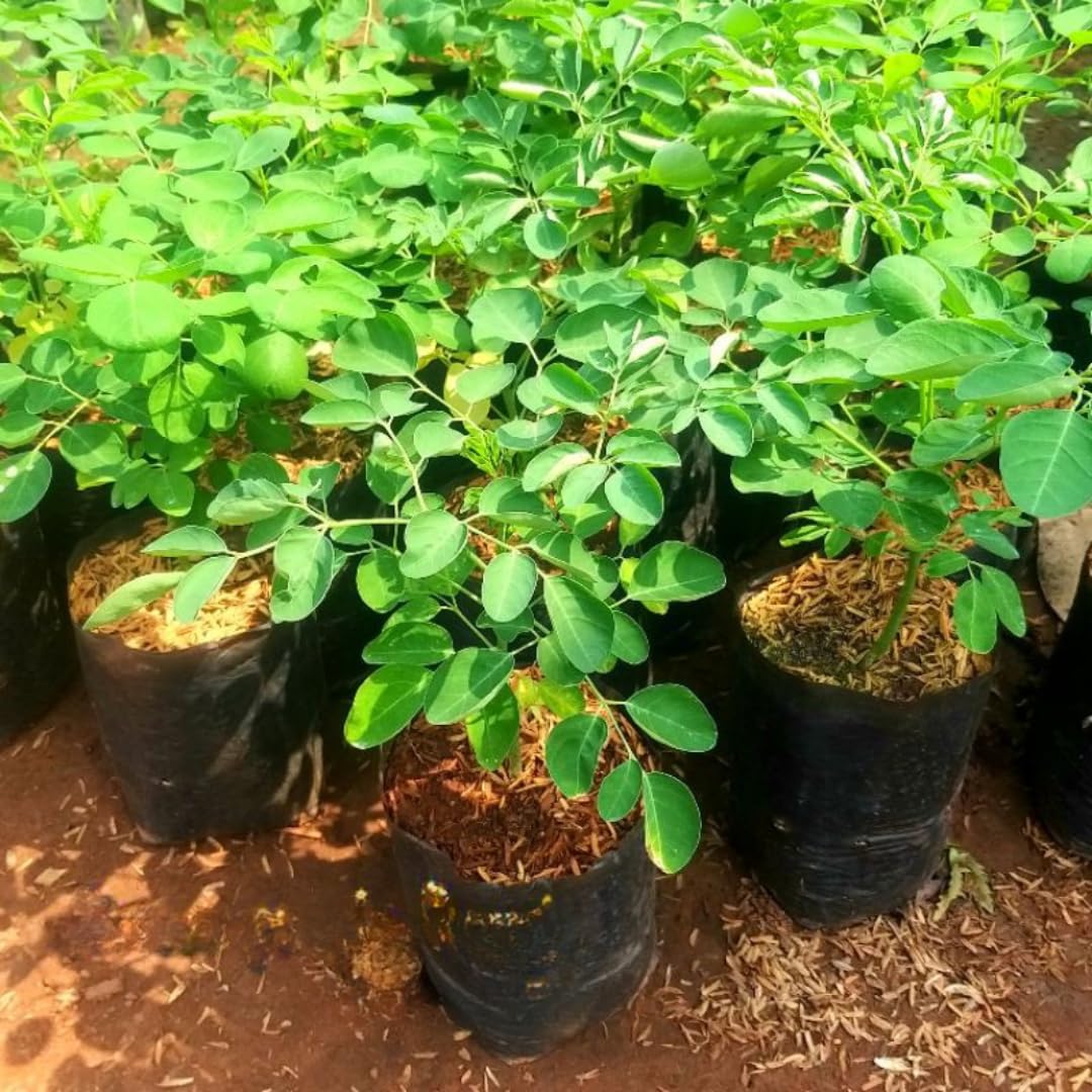 2 Moringa Trees Live Plants, Malunggay Drumstick Horseradish Tree, Moringa Oleifera 6"-8" Tall for Planting