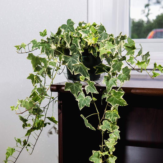 PERFECT PLANTS Variegated English Ivy | Hedera Helix Variegata' | Easy Care Houseplant | Perfect for Moderate to Bright Light Conditions, 6 in Grower's Pot, | Air Purifying