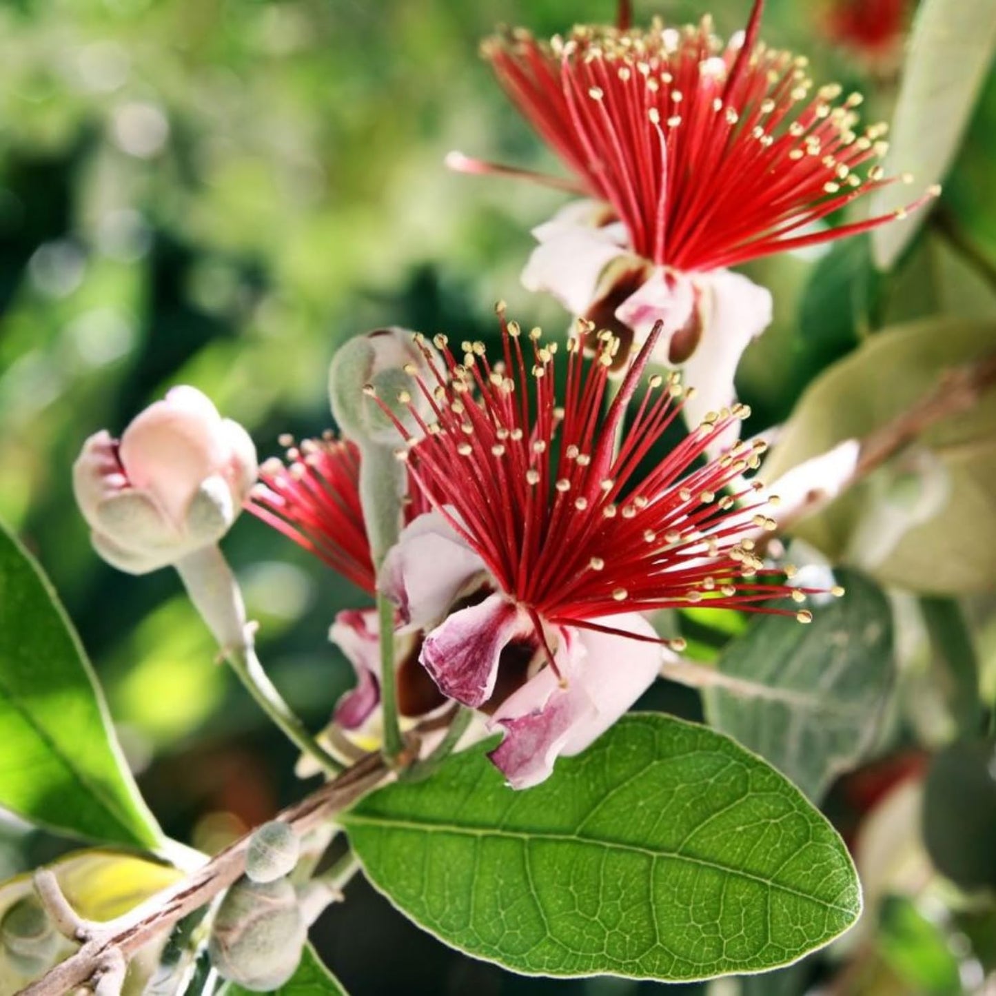 Pineapple Guava Live Plant, 4-8” Tall, Hardy Guava Fruit Tree for Garden