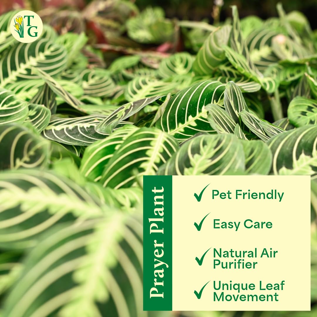 Thorsen's Greenhouse Lemon Lime Prayer Plant, Live Indoor Plant, Pet Friendly, Attractive Houseplant, Lemon Maranta, Natural Air Purifier, Easy to Grow, 4" Diameter Pot (Lavender)