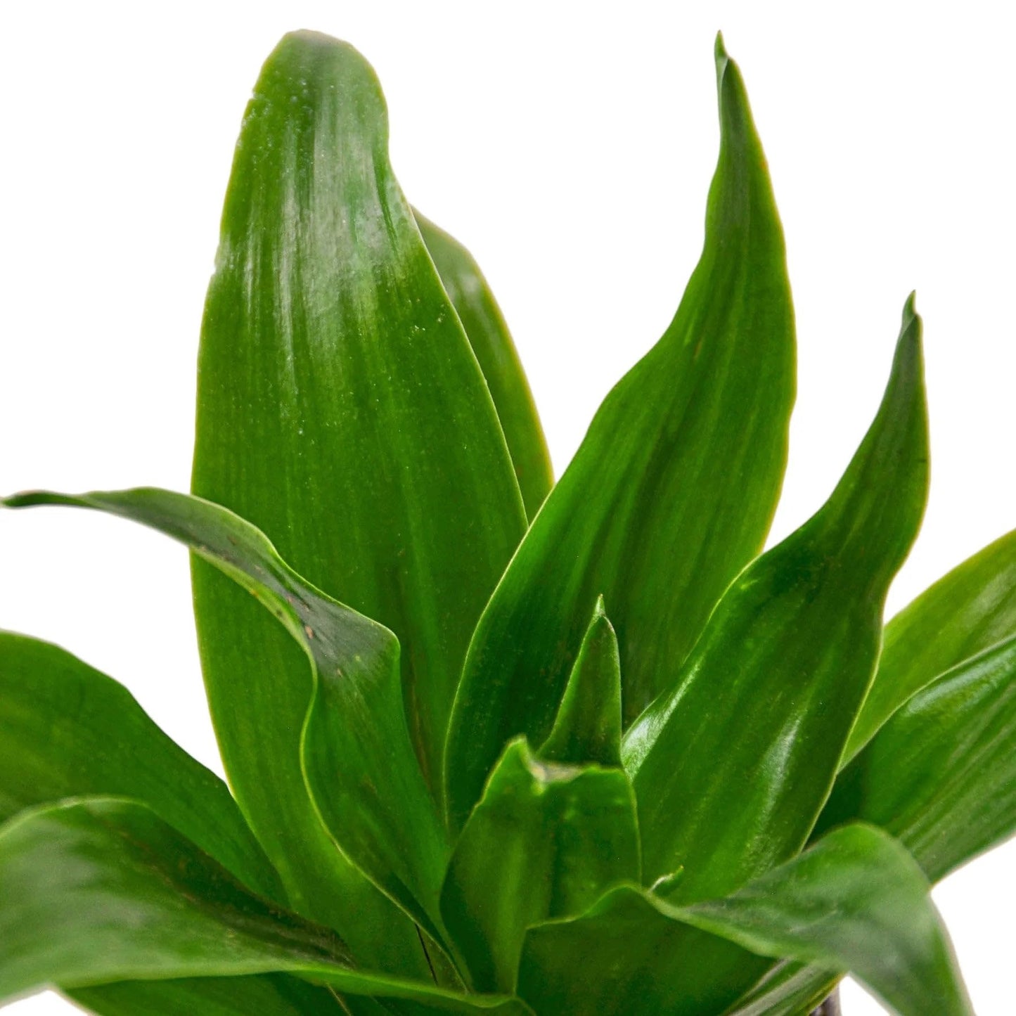 6 Pack Dracaena 'Janet Craig' in 3in Pot - Live Plants Tropical Houseplants | Variegated | USA Growers | The Snobby Leaf
