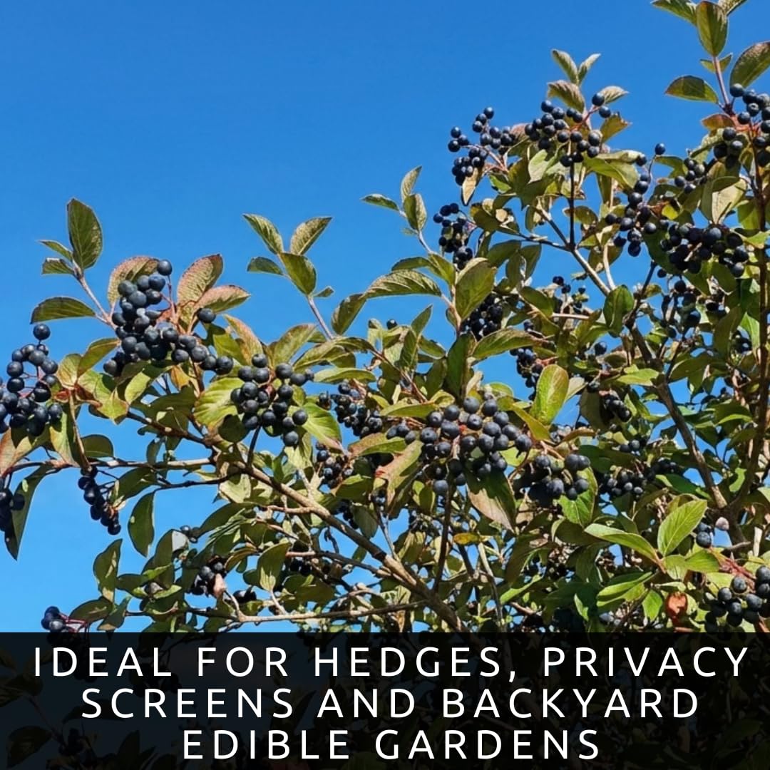 Live Nannyberry Viburnum Plants (Viburnum lentago) – Hardy Native Berry Shrubs – Wildlife Friendly Landscape Plant – Edible Fruit & Pollinator Friendly – Outdoor Garden Shrub (5 Plants)