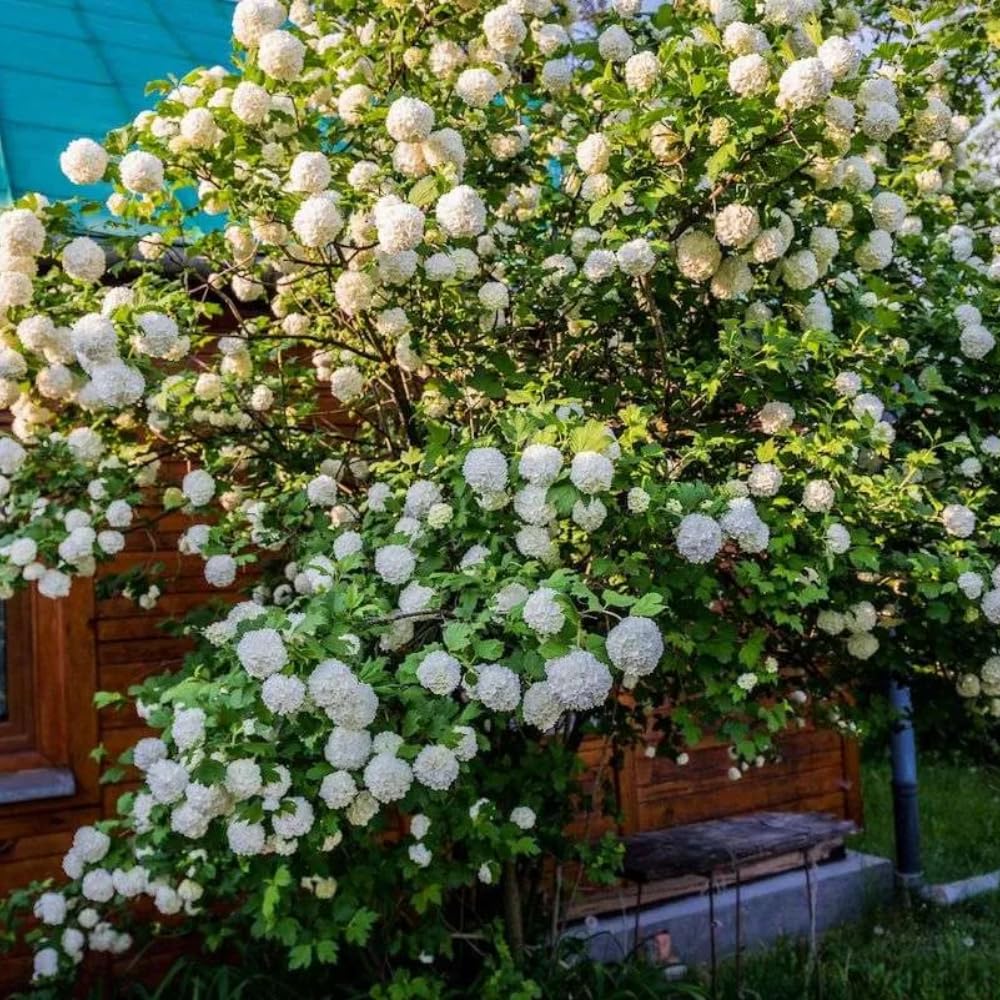 Old Fashion Viburnum Plant Live for Planting, Snowball Viburnum Shrub Viburnum Bush Flowers in 4 Inc Pot, Viburnum Tree Ready to Grow