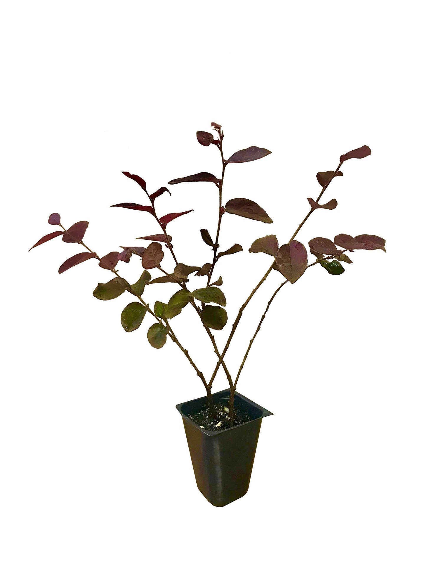 Plum Delight | 40 Live Plants | Loropetalum Chinense | Evergreen Shrub, Purple Foliage, Year-Round Color, Ornamental Shrub, Low Maintenance, Drought Tolerant, Fast Growing