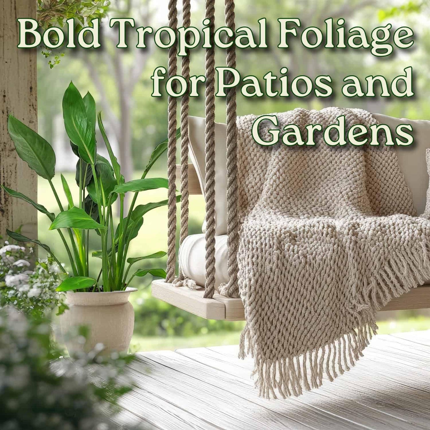 Tropical Plants of Florida Bird of Paradise Live Plant Orange Flower with Fertilizer and Soil - 3 Gallon 30 to 36 Inch Tall Indoor Outdoor Tropical Foliage Plant