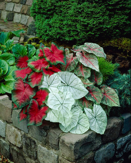 10 Mixed Color Caladium Bulbs for Planting - Perennial Hosta, Elephant Ears, Fancy (10 Bulbs)