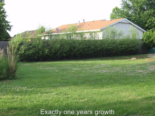 200 Thick Austree Hybrid Willow Tree Cuttings - Produce More The 1st Year. Thick Root Stock