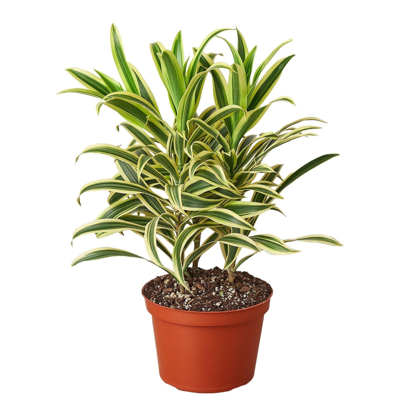 Dracaena 'Song of India' in 4in Pot - Live Plants Tropical Houseplants | Variegated | USA Growers | The Snobby Leaf